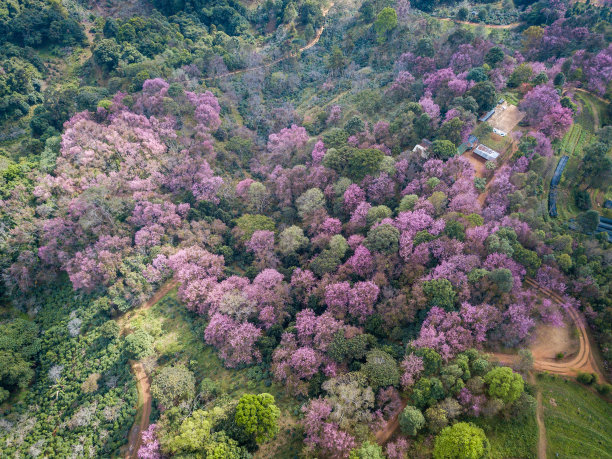 鸟瞰泰国清莱省Doi Pangkhon山山顶盛开的樱花。图片下载