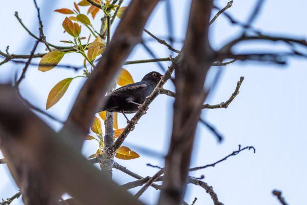 鸟在鳄梨树干上。图片下载