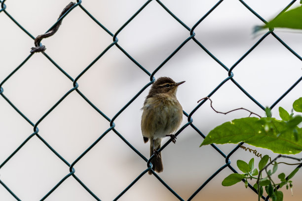 金丝雀属金丝雀科。图片下载