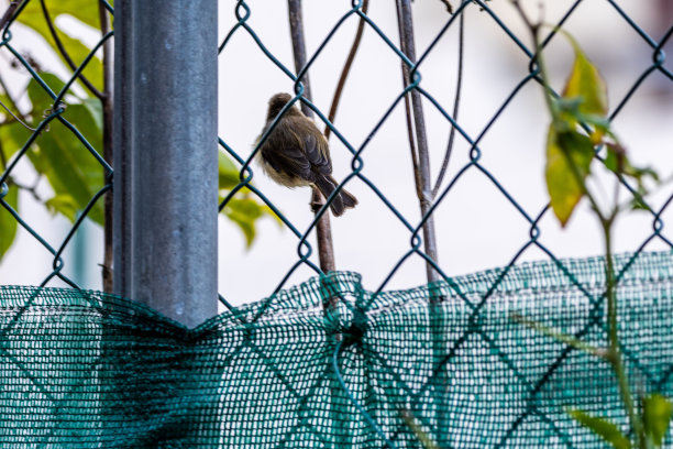 金丝雀属金丝雀科。图片下载