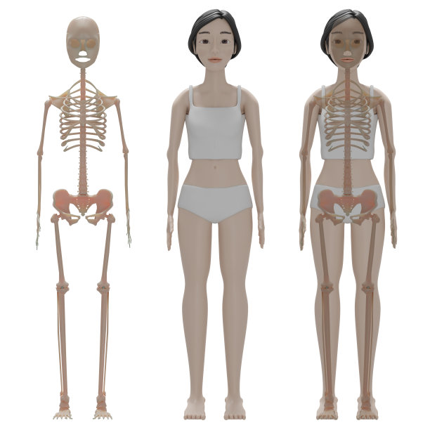 人体正面视图图片下载