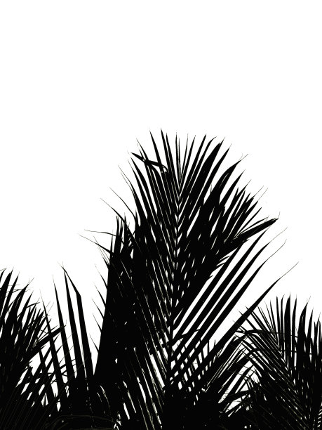 棕榈叶剪影图案上下是明亮的天空，万里无云。椰子叶剪影。图片下载