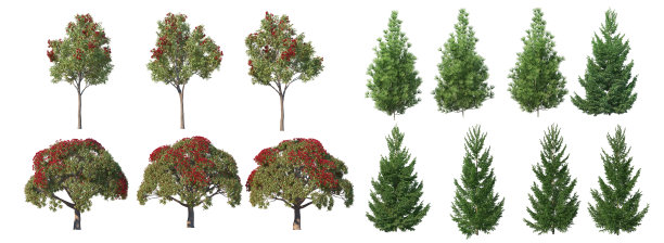 白色背景上的针叶林3d渲染图片下载