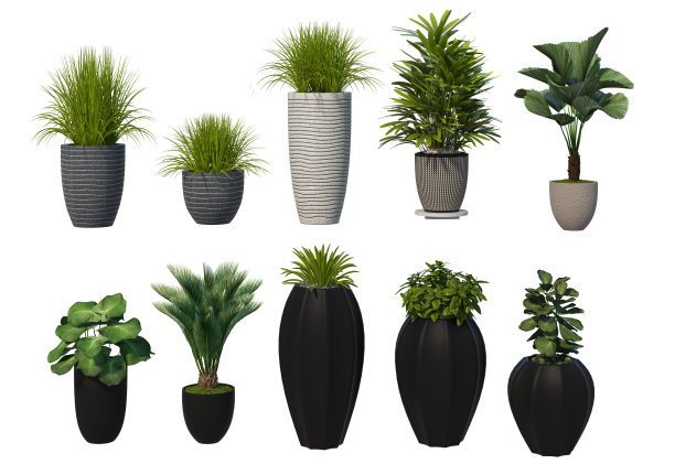 白色背景上的三维渲染盆栽装饰植物图片下载