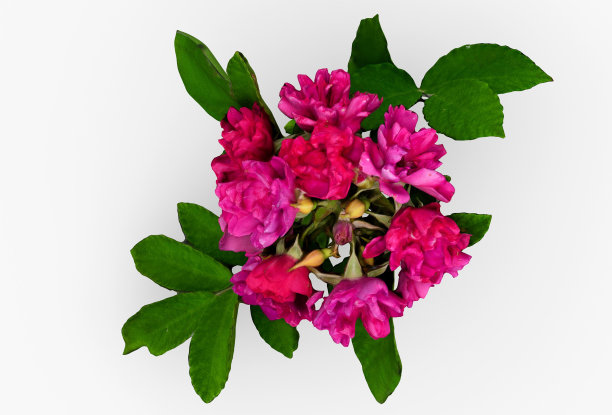 美丽的花束三维插图最小渲染的白色背景。图片下载