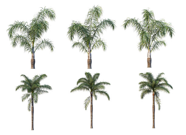 三维渲染热带植物在白色背景图片下载