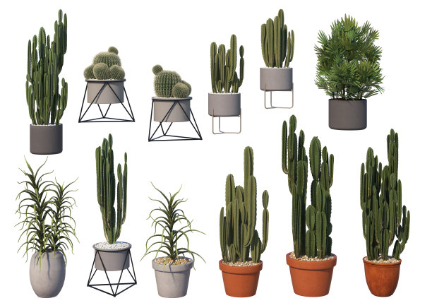 白色背景上的三维渲染盆栽装饰植物图片下载