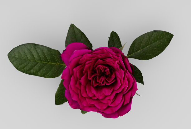 美丽的红玫瑰3d插图最小的3d渲染。图片下载