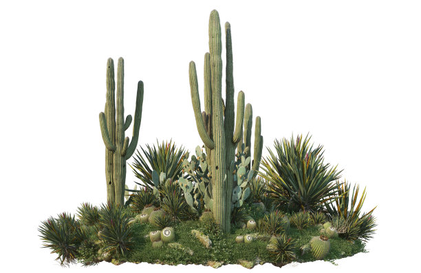 白色背景上的仙人掌花园3d渲染图片下载