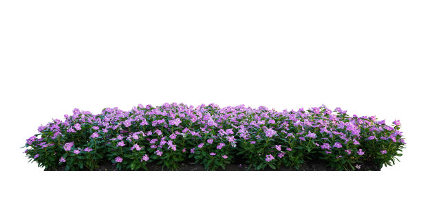 长形粉红色花丛，白色底色上的长春花孤立图片下载