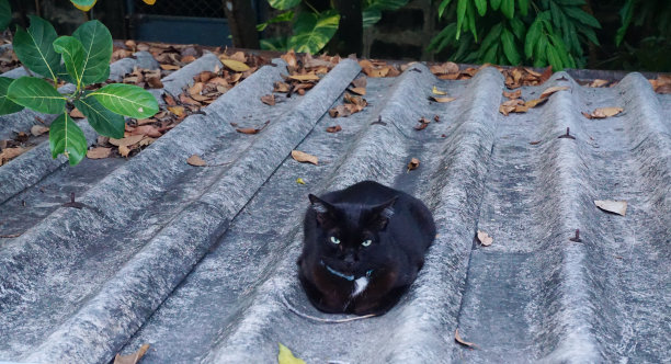黑猫躺在屋顶上图片下载