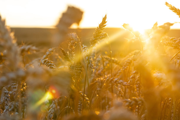金色的麦穗在灿烂的阳光下特写。草地麦田成熟的麦穗背景。丰收概念图片下载