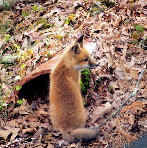 狐仔坐着图片下载