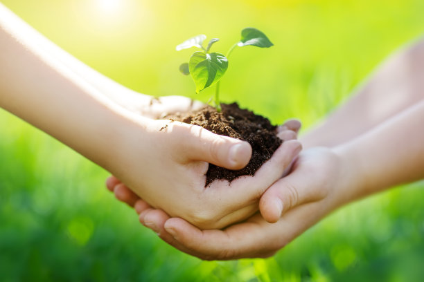 一个孩子用手给另一个小嫩芽。图片下载