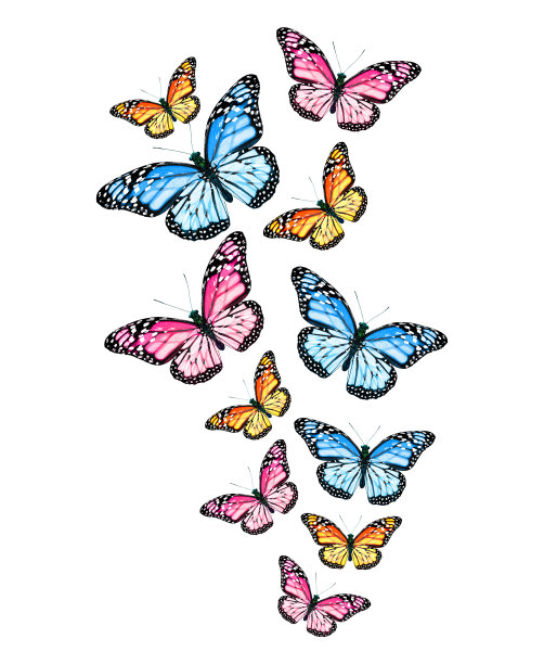 成群的彩色帝王蝶，孤立在白色上图片下载