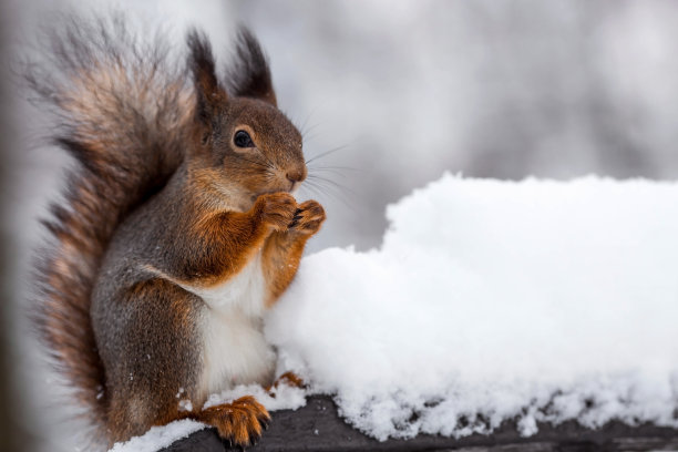 冬天。一只毛茸茸的松鼠的肖像与坚果在它的爪子。沙皇城市公园里的松鼠。冬天喂动物。图片下载