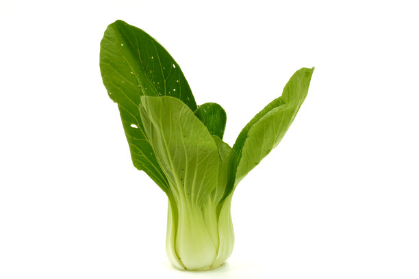 白色背景的广东生菜，孤立的绿小白菜。图片下载