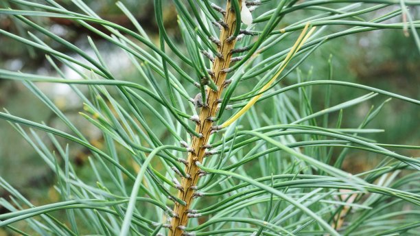 一根细松枝图片下载