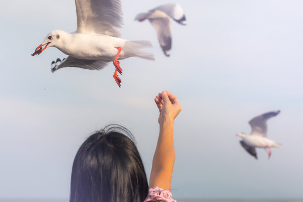 在邦普娱乐中心喂海鸥图片下载