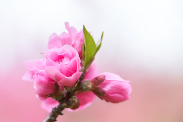 粉红色背景上桃花的特写图片下载