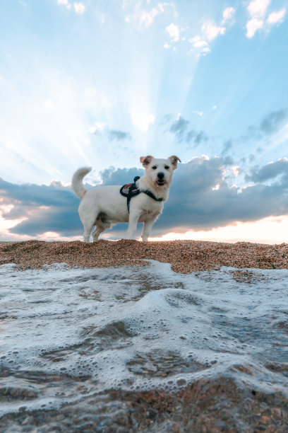 白色的狗在沙滩上散步图片下载
