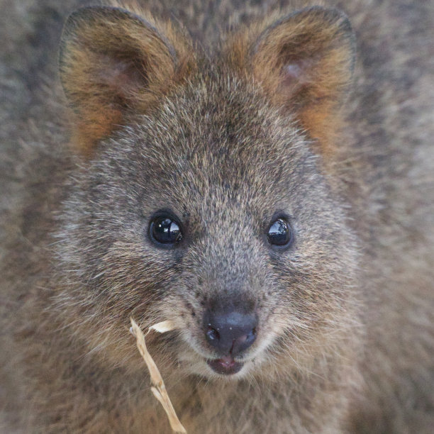 短尾矮袋鼠微笑图片下载