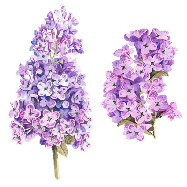 白色背景上的两枝丁香。水彩插图。图片下载