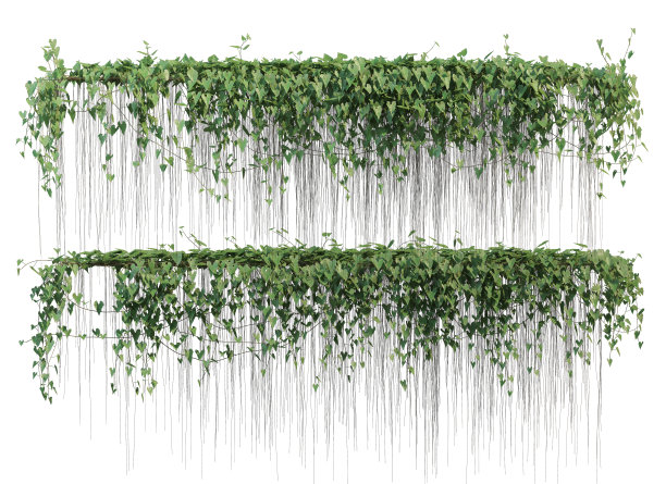 三维渲染常春藤的白色背景图片下载