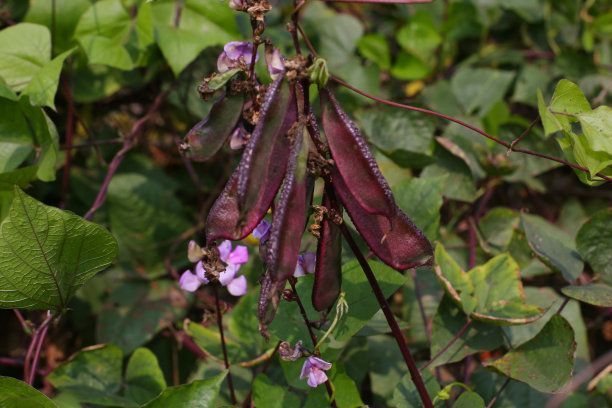 豆子的花图片下载
