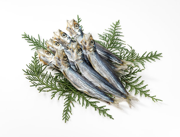 白底沙丁鱼(日本沙丁鱼)图片下载