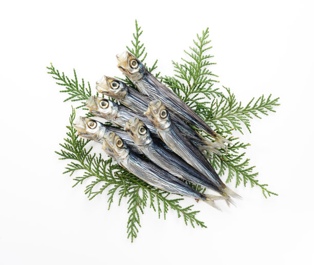 白底沙丁鱼(日本沙丁鱼)图片下载