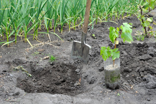 种植葡萄藤幼苗的过程图片下载