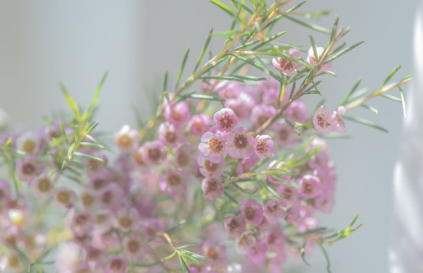 娇嫩盛开的粉色变色莲花图片下载
