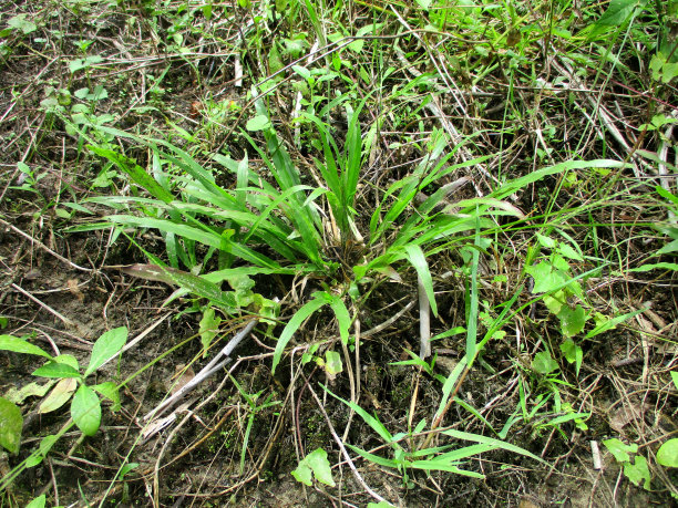 plants that live in the area of ​​oil palm plantations图片下载