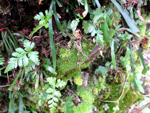 plants that live in the area of ​​oil palm plantations图片下载