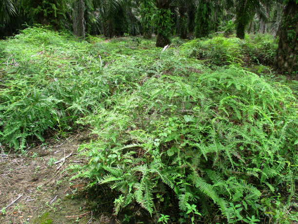 plants that live in the area of ​​oil palm plantations图片下载