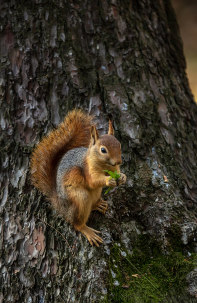 松鼠正在树上吃坚果。图片下载