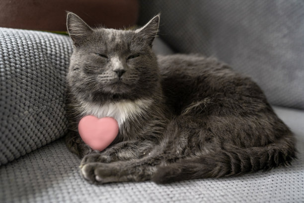 可爱的灰色皮毛的家猫正坐在沙发上睡觉，宠物抱着粉红色的心形玩具，情人节快乐我的爱人，浪漫的动物礼物图片下载
