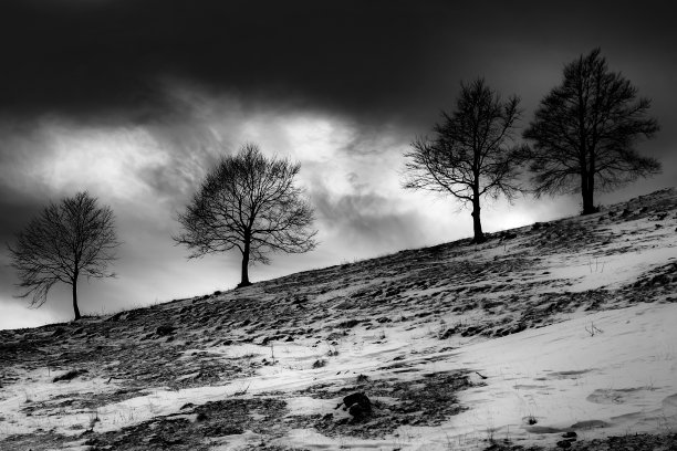 四棵背光树的剪影，对比度高图片下载