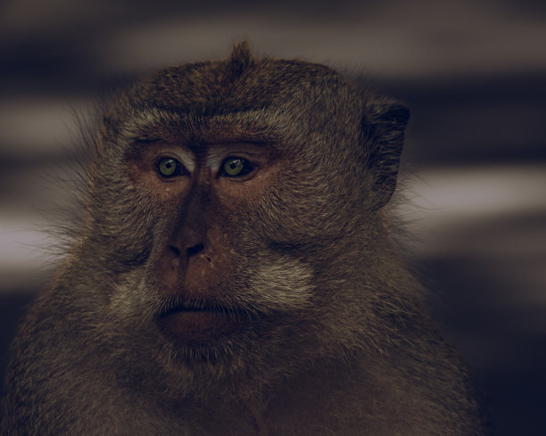 近距离观察猴子图片下载