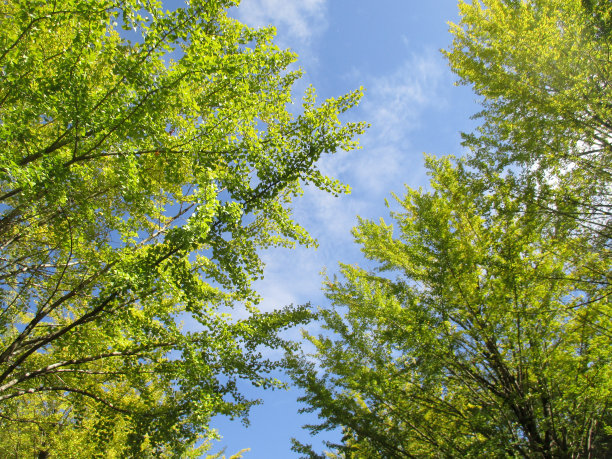 日本的银杏树在初秋开始微微变色图片下载