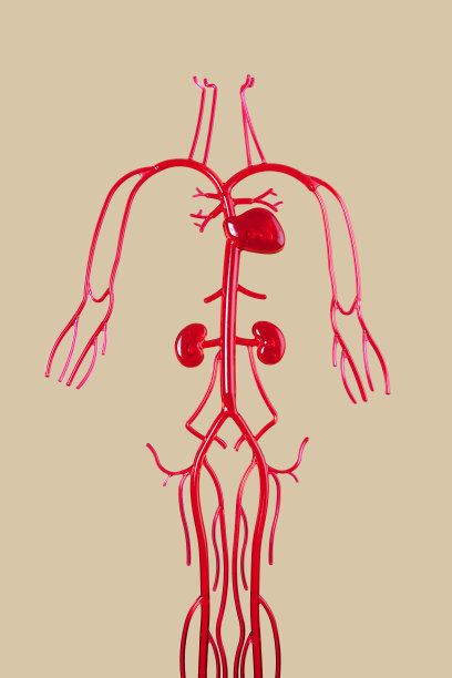 人体解剖学图片下载