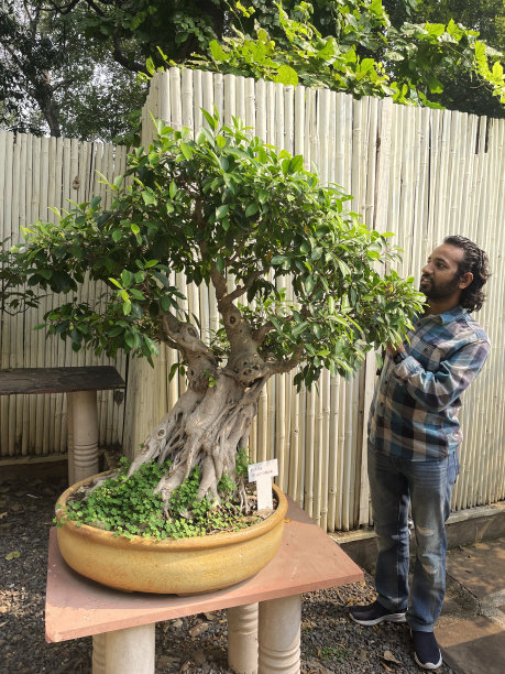 印度男子站在混凝土基座上观看无花果盆景，竹子屏风背景，庭院已被改造成一个日本花园，新德里图片下载