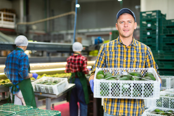 勤劳友好的工人在工厂搬运一箱箱牛油果图片下载