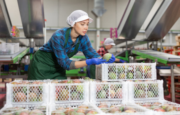 女工在水果仓库检查挑选好的芒果图片下载