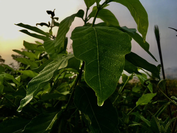 独特的图片下载