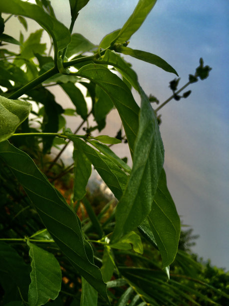 独特的图片下载