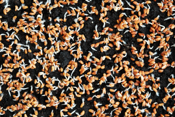 豆瓣菜芽特写。在家种植微型蔬菜。图片下载