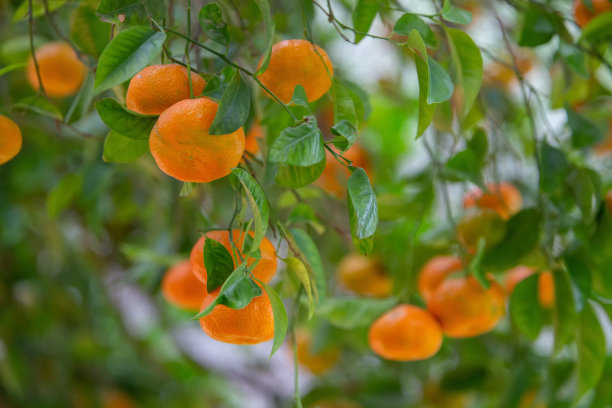 Ripe tangerines on the branches of tangerine trees on the terraces of the Shrine of the Báb图片下载