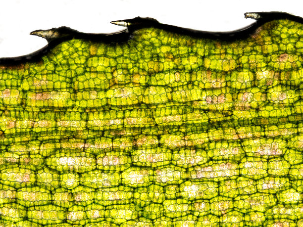 在显微镜下显示叶绿体、细胞壁和毛的水生植物图片下载